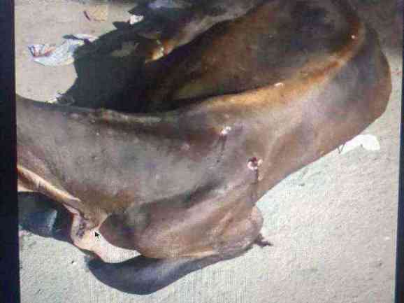 Stranded marine mammal found with visible wounds