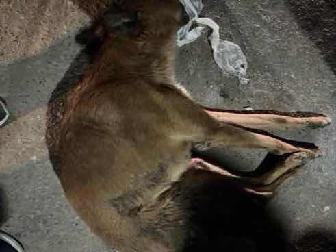 Severely emaciated dog with potential obstruction