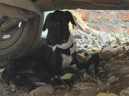 Injured black dog found under vehicle