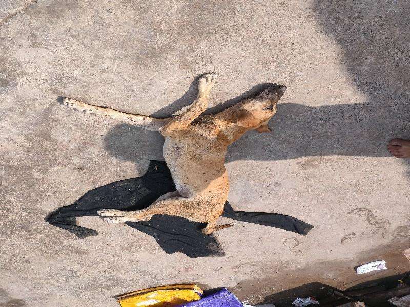 Deceased or critically ill stray dog found photo