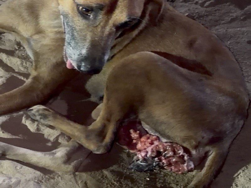 Dog with severe abdominal injury