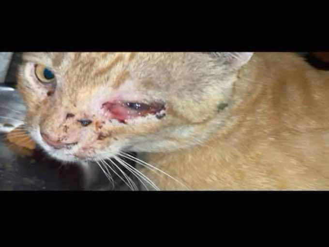 Severely injured cat with eye trauma