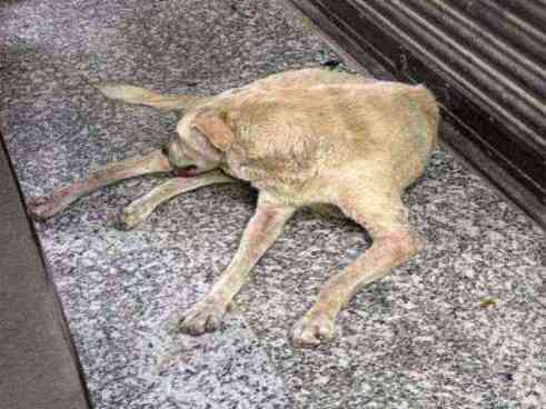 Skin issues & tumor on leg