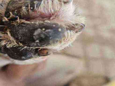 Dog with severe paw lesion photo