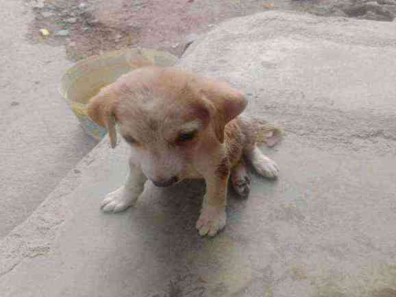 Underweight puppy with severe skin condition found