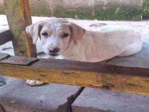Save this innocent  1 month puppy