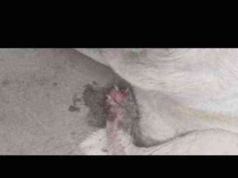 Dog with severe open wound