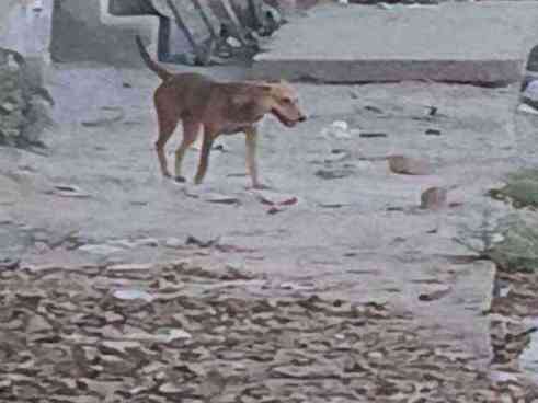 Underweight stray dog observed