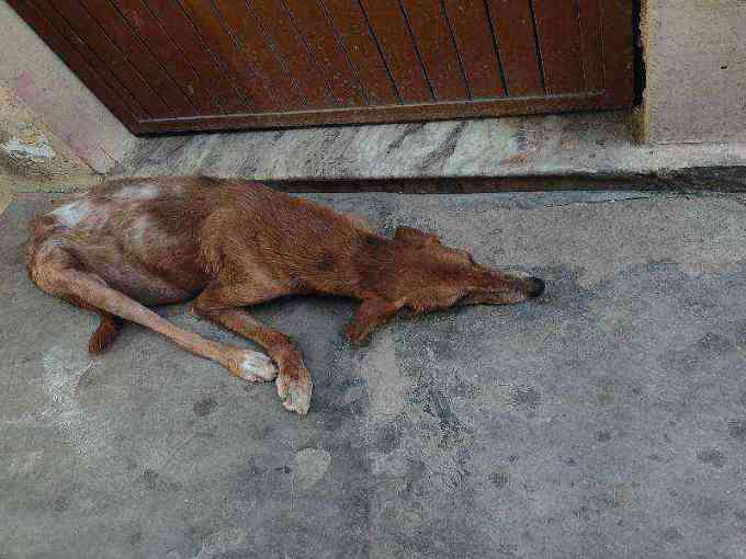 Severely emaciated dog with severe skin condition