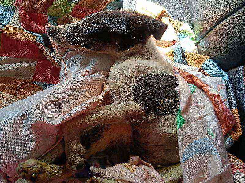 Emaciated dog with severe fur loss found