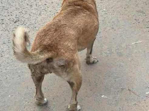 Stray dog with severe skin issues and visible wound