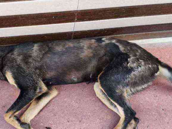 Stray dog with severe skin condition and emaciation photo