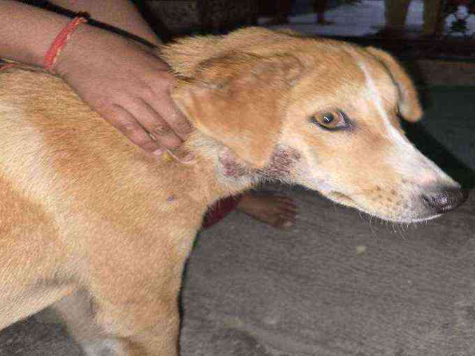 Dog with noticeable skin irritation