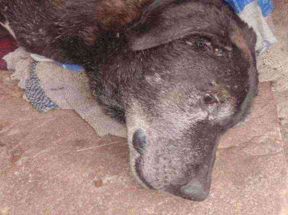 Dog with severe eye injury