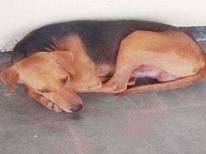 This dog has something stuck in its throat photo
