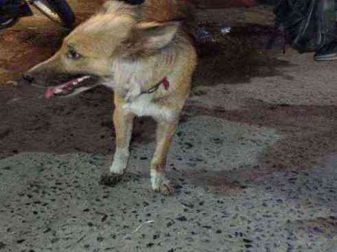 Lost or abandoned mix German Shepherd