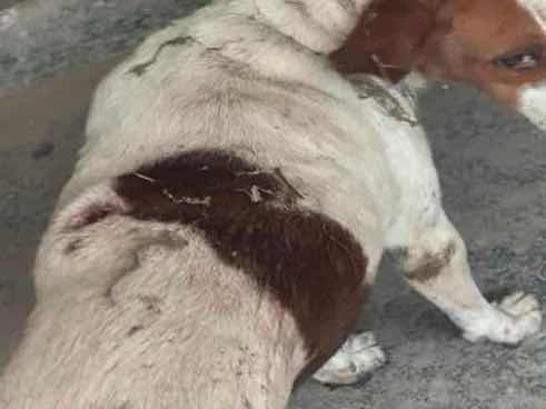 Stray dog with matted fur and possible back injury photo