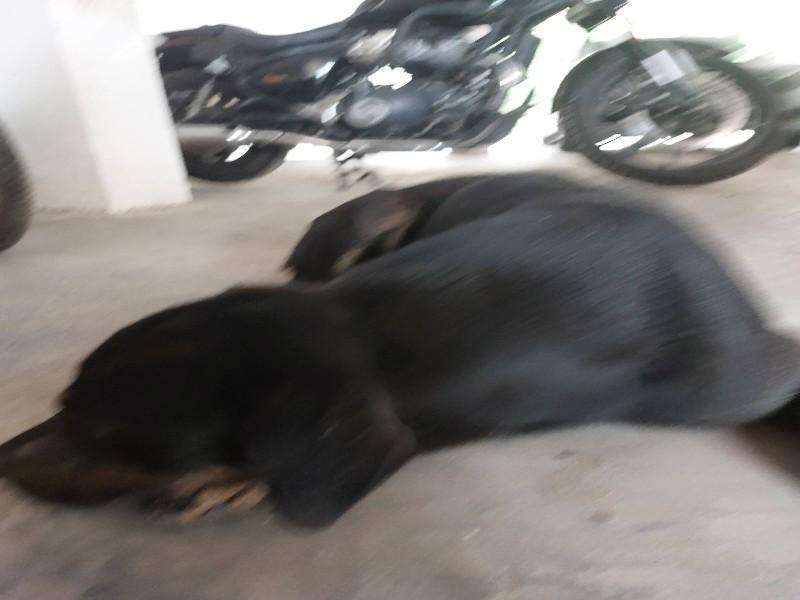 Kalu photo