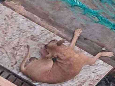 Emaciated dog with severe skin condition