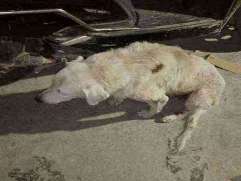 Severely emaciated dog with extensive skin issues and possible wound