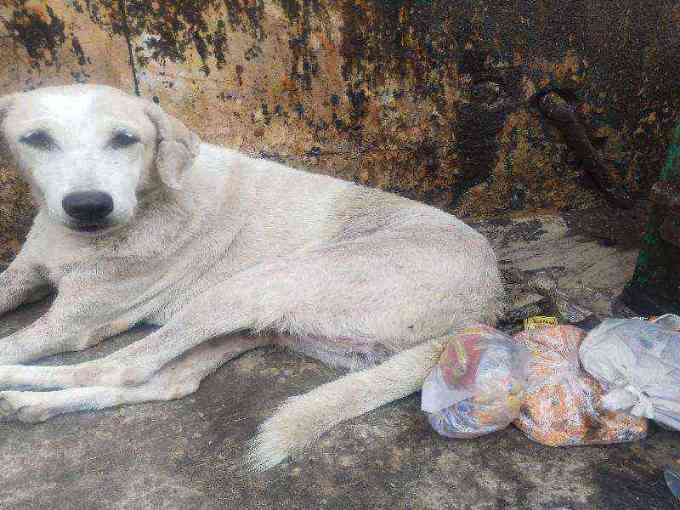 Emaciated stray dog found