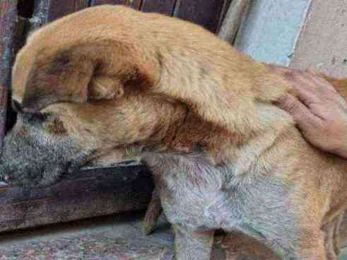 Stray dog with visible skin issues