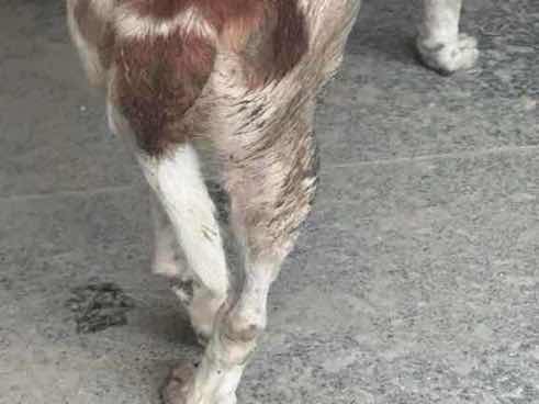 Stray dog with matted fur and possible back injury