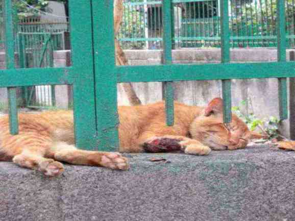 Injured stray cat found