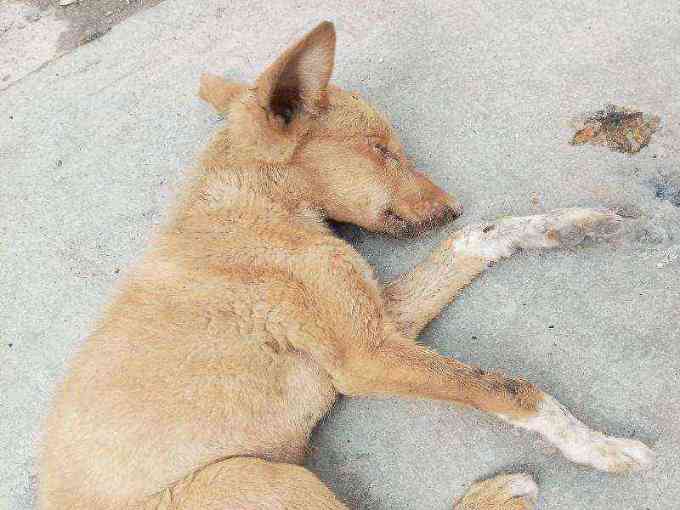 Emaciated and lethargic dog found