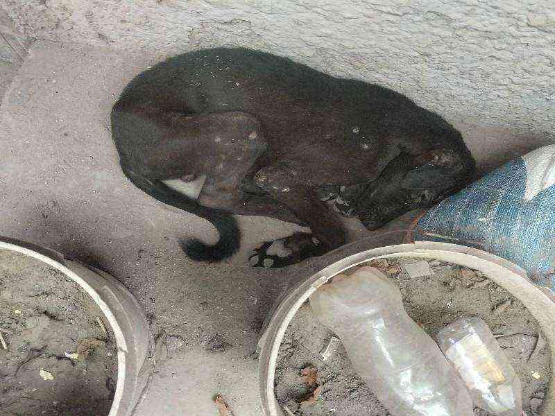 Emaciated stray dog with visible skin issues