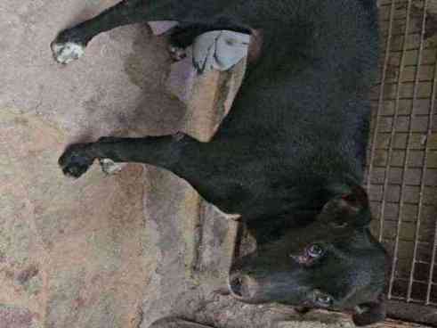 Dog with severe eye injury
