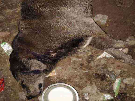 Neglected dog found in poor condition
