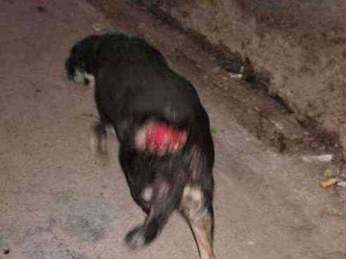 Dog with severe open wound on hindquarters