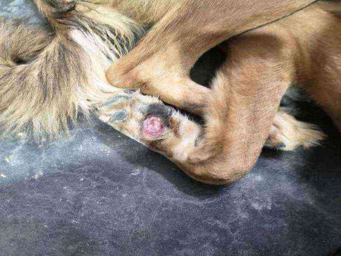 Dog with severe paw injury photo