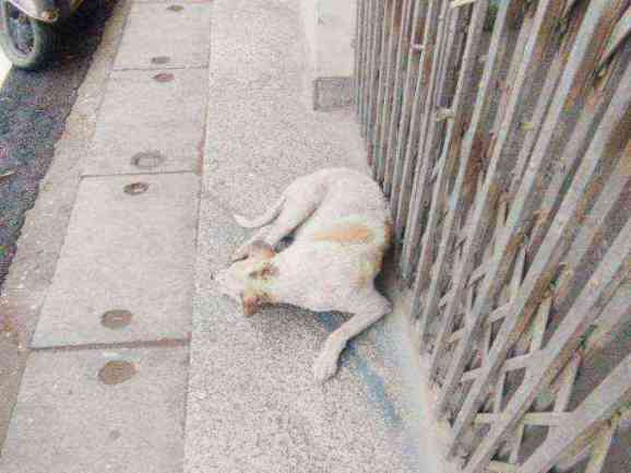 Distressed and emaciated stray dog