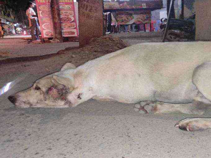 Severely injured stray dog needs urgent care