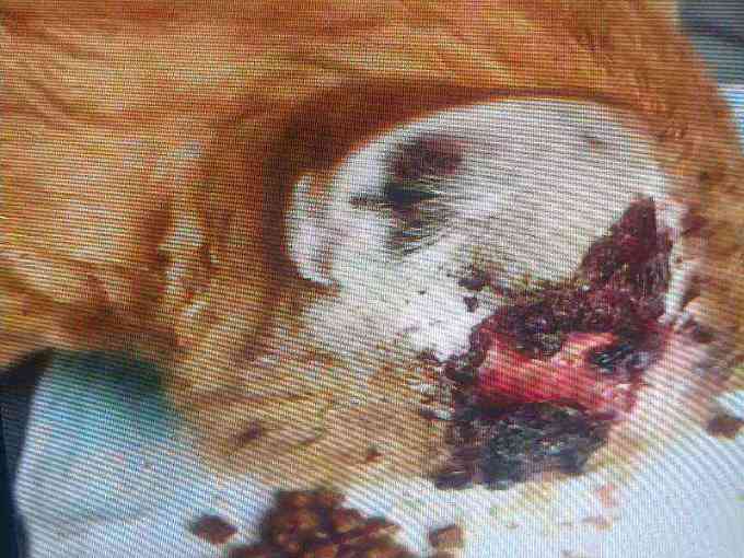 Cat head injury