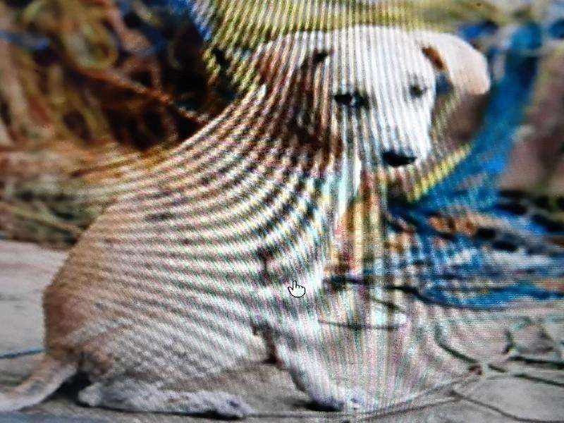 Stray dog found, potentially neglected