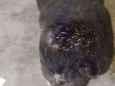 Dog with severe open wound on hindquarters photo