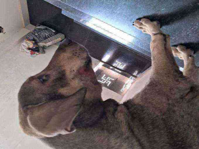 Dog with severe skin issues found photo