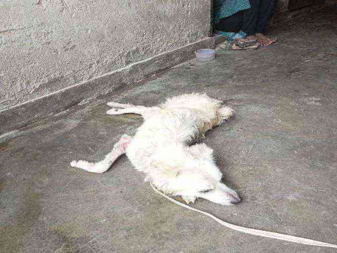 Severely injured and weak dog found