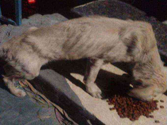 Severely emaciated stray dog found