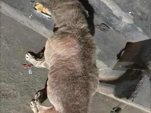 Stray dog found with severe skin condition