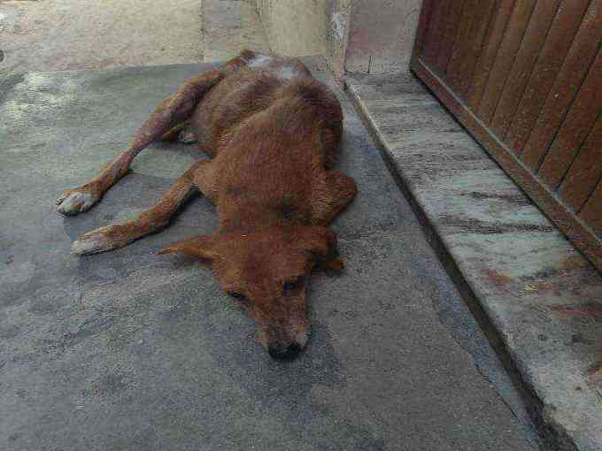 Severely emaciated dog with severe skin condition photo