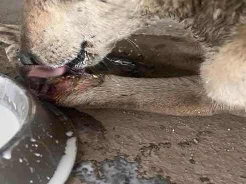 Emaciated dog with oral discharge found photo