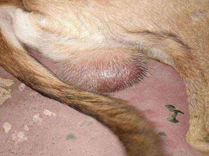Dog with large inflamed mass