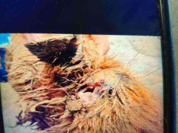 Severely matted and injured dog found