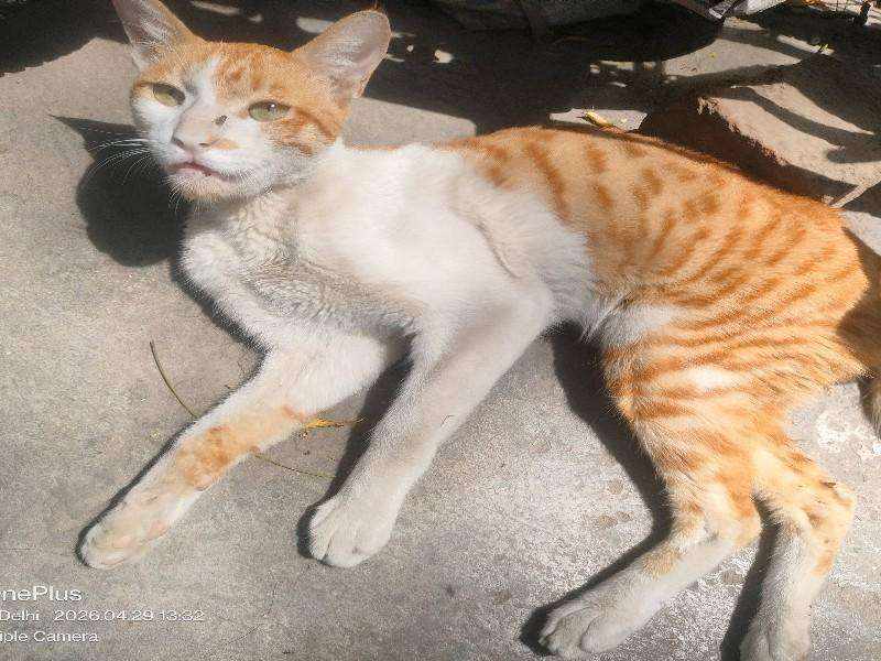 Stray Cat with Facial and Paw Irritations