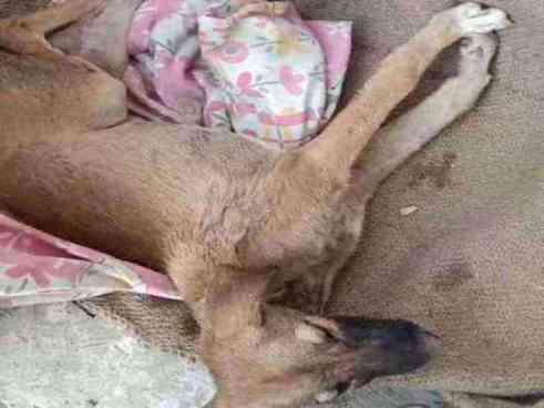 Emaciated dog with severe skin condition found