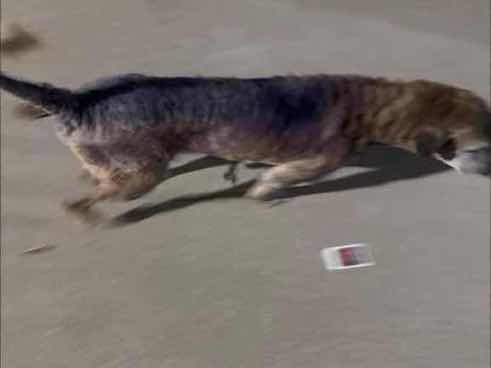 Stray dog with signs of neglect